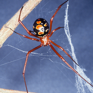 Latrodectus bishopi, the red widow