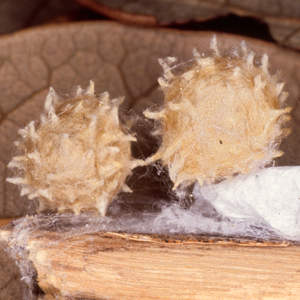 Latrodectus geometricus, brown widow egg sacs