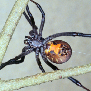 Latrodectus geometricus, the brown widow, florida psiders, pest control ocala