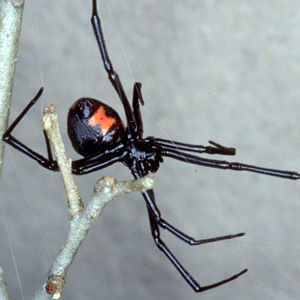 Latrodectus mactans, the southern black widow