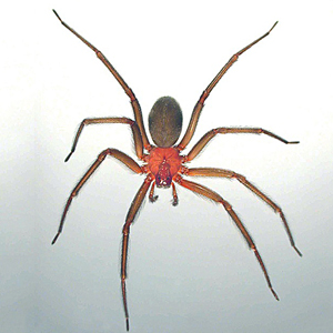 Loxosceles laeta, the Chilean recluse (Female)