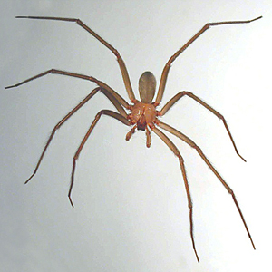 Loxosceles laeta, the Chilean recluse (Male)