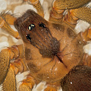 Loxosceles reclusa, brown recluse (close up of eyes)