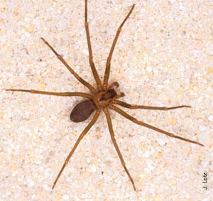 Loxosceles reclusa, the brown recluse