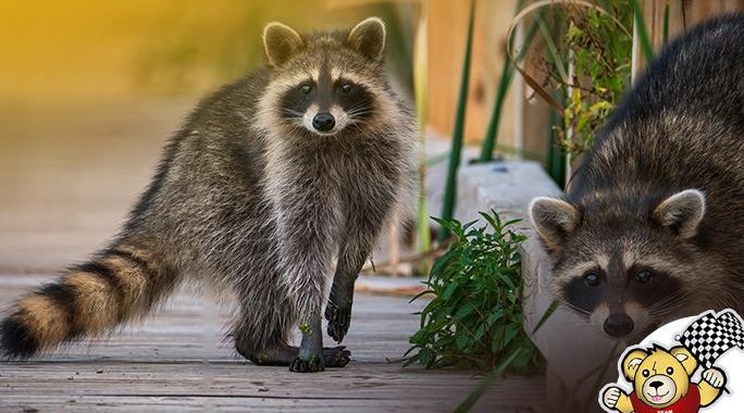 pest bear ocala, raccoons, pestbear by byron, pest control