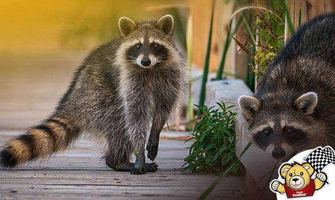 pest bear ocala, raccoons, pestbear by byron, pest control