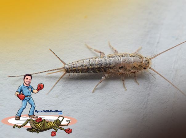 pest control ocala, silverfish, byron with pest bear