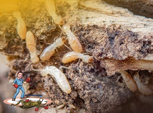 termites, byron with pest bear, pest control